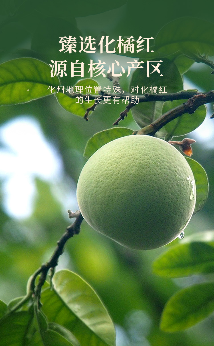 福东海 化橘红片(七爪片)礼盒68克